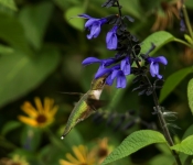 2023 09 17 LongFellowGardens 022